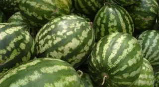 ЮКО "лидирует" по количеству нитратных овощей и фруктов