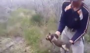 Полиция разыскивает участников видео расправы над волчатами