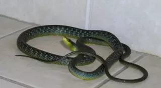 Змею обнаружила жительница Актау у себя в ванной