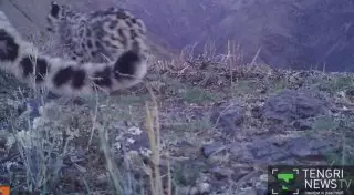 Скрытые камеры засняли снежного барса в Джунгарском Алатау