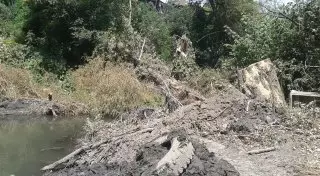 Алматинцы пожаловались на сруб деревьев вдоль реки Мойка