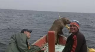 Морской котик заставил рыбаков катать его в лодке на Сахалине
