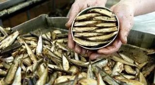 История шпрот