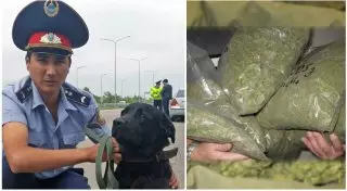 Лабрадор Арни не пустил в Астану крупную партию наркотиков