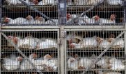 В Казахстане введен запрет на продажу мяса птицы из России и Украины