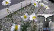 Фотографии ромашек-мутантов с "Фукусимы" облетели Интернет