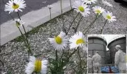 Фотографии ромашек-мутантов с "Фукусимы" облетели Интернет