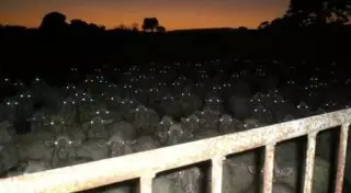 Реальные фото, которые выглядят, как кадры из фильмов ужасов