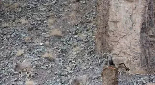 Попробуйте найти снежного барса на этих снимках