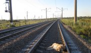 Погибшей за хозяина собаке-герою хотят установить памятник в Караганде