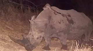 Африканская кошка устроила родео на носороге