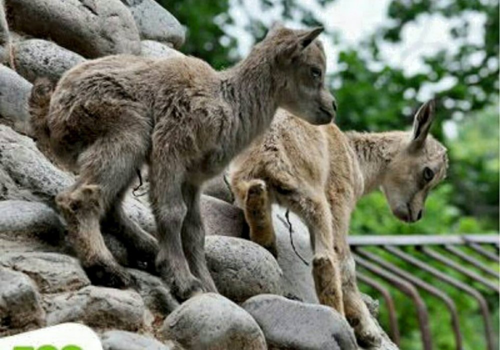 Фото с официальной страницы Алматинского зоопарка в Facebook