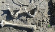 Найденным на берегу Иртыша человеческим останкам может быть более 300 лет