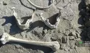 Найденным на берегу Иртыша человеческим останкам может быть более 300 лет