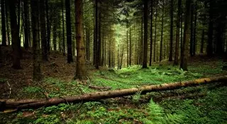 28-летнего жителя Восточного Казахстана ищут в лесу