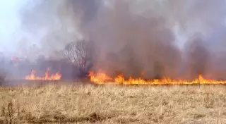 Возле "Табагана" в Алматинской области горят 20 гектаров сухостоя