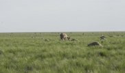 Европейские ученые назвали предварительные причины гибели сайгаков в Казахстане