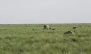 Европейские ученые назвали предварительные причины гибели сайгаков в Казахстане