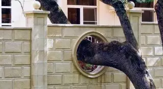 Строим дома, не вырубая деревья