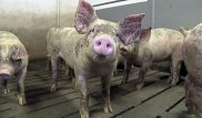 Вирус африканской чумы выявили в Эстонии