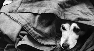 Жители Павлодара собирают деньги на открытие приюта для бездомных собак