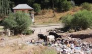 Урочище Бургулюк в ЮКО превратили в свалку