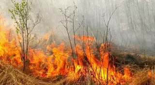 Из горящего леса в Уральске эвакуировали более 100 человек