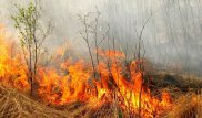 Из горящего леса в Уральске эвакуировали более 100 человек