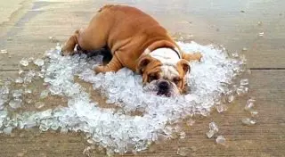 Июль 2015 года признан самым жарким месяцем на Земле за последние 135 лет