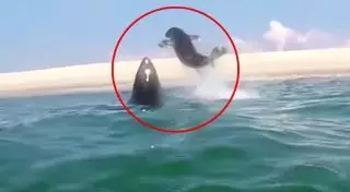 Каратэ-тюлень: Тюлень дал отпор акуле, которая хотела его съесть