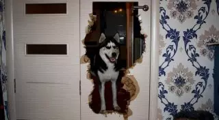 28 веселых фото из серии "немного психанул"