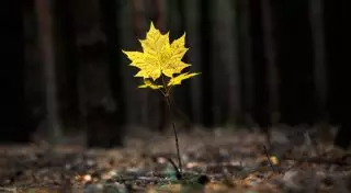 Заморозки ожидаются в Казахстане на выходных