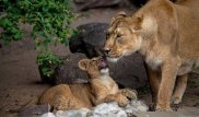 Несколько крупных животных остаются в клетках в затопленном зоопарке Уссурийска