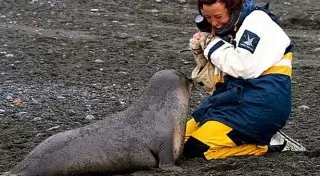 "Селфи" морского котика на фоне пингвинов