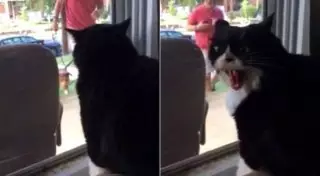 Кот устроил истерику при виде нового друга