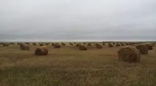 Назарбаев встретился с тремя акимами на полях Акмолинской области