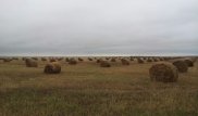 Назарбаев встретился с тремя акимами на полях Акмолинской области