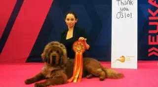 Собака из Казахстана признана одной из самых красивых на чемпионате в Европе