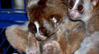 Алматинскому зоопарку подарили двух лори