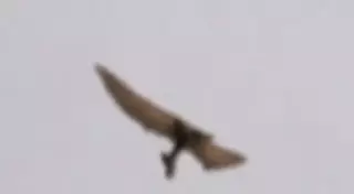 Над штатом Айдахо засняли птерозавра