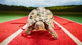 Названа самая быстрая черепаха в мире