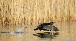 У погибших на Каспии бакланов птичий грипп не обнаружен