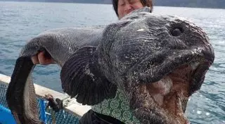 Рыбак поймал странного монстра у берегов Японии