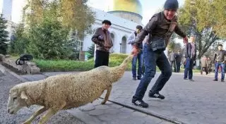 Главный муфтий Казахстана не советует делать селфи с животными на Курбан-айт