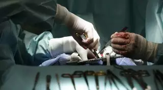 Искусственно выращенная почка сможет заменить настоящую