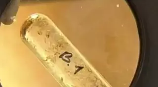 Во льдах Якутии обнаружили ключ к эликсиру жизни