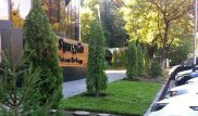 Оштрафованный ресторан в Алматы высадил 15 саженцев на месте срубленных деревьев