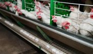 Информацию о возможном запрете на ввоз товаров из России не подтвердили