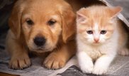 Астанчанам могут запретить заводить домашних животных без согласия соседей