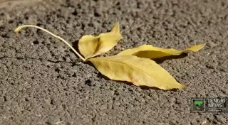 Теплую середину октября в Казахстане обещают синоптики